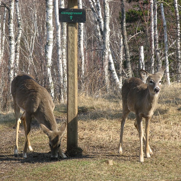 accessible north shore trails