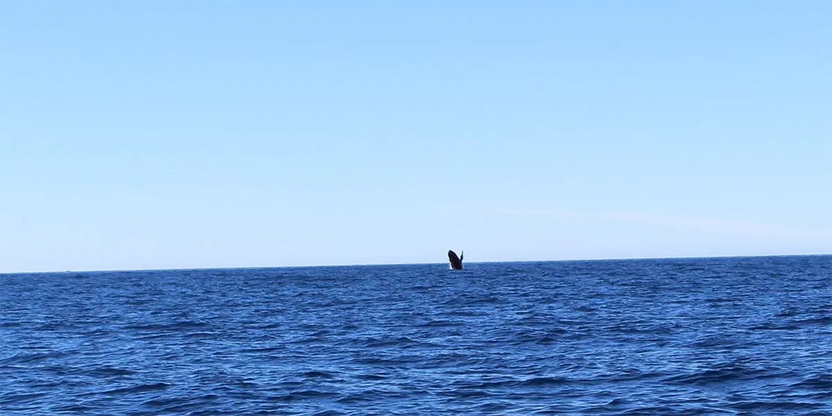 whale breaches on lake superior