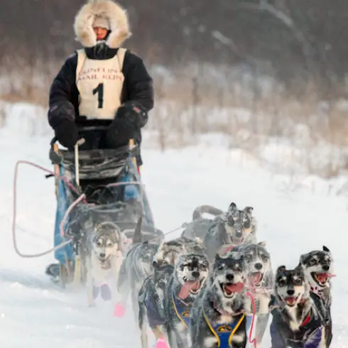 Beargrease – Experience the premier long-distance sled dog race of the  lower 48 and Northern Minnesota's top winter attraction!