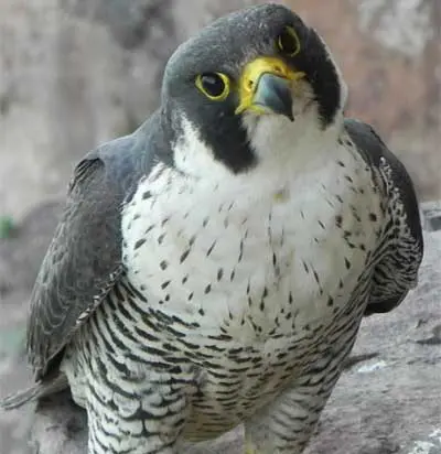 Falcons, Live! | Tettegouche State Park