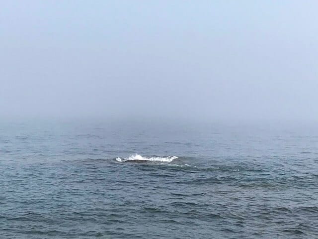 whale back just breaking the surface of lake superior