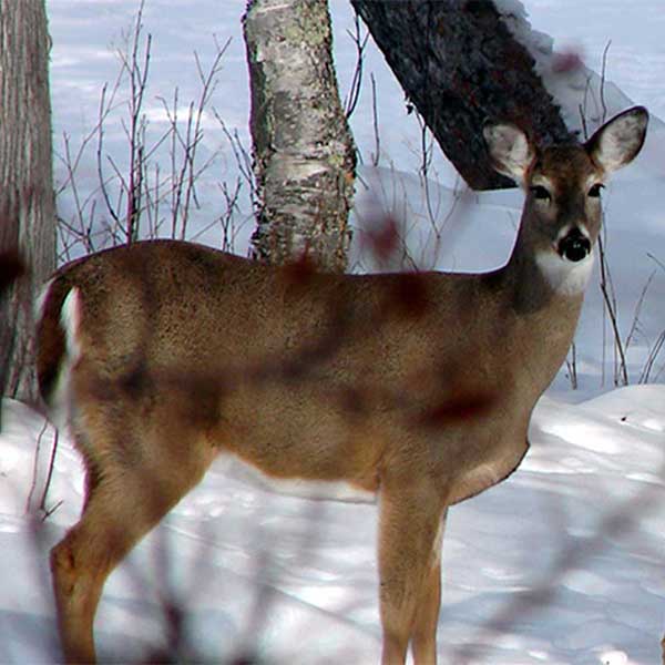 Gunflint Trail Lodging North Shore Visitor