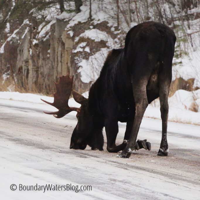 Moose lick salt on road