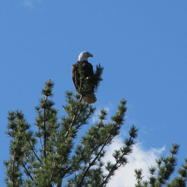 Bald eagle atop a pine against the blue sky
