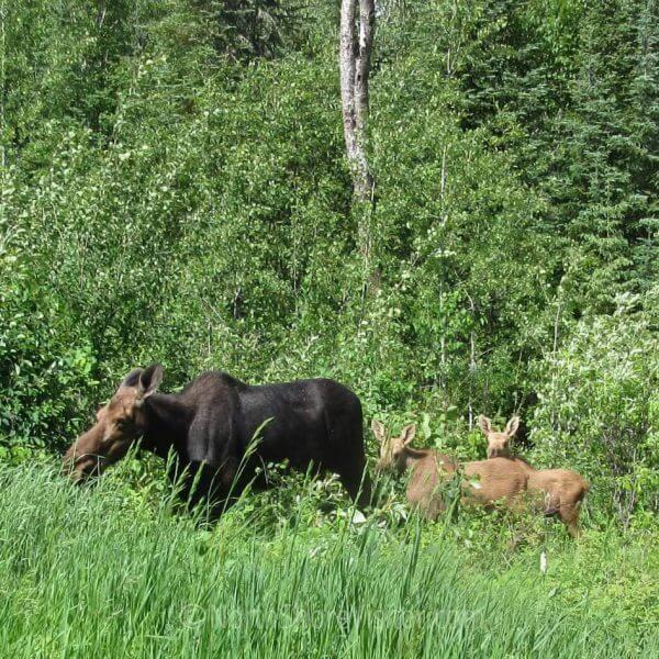 Moose Calves Born