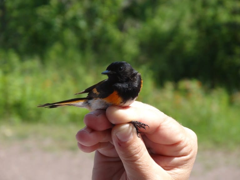 Bird Banding