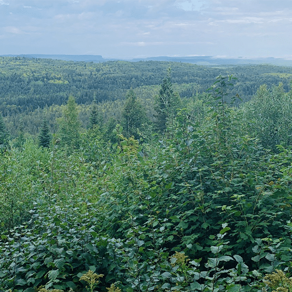 Forest near the Grand Portage