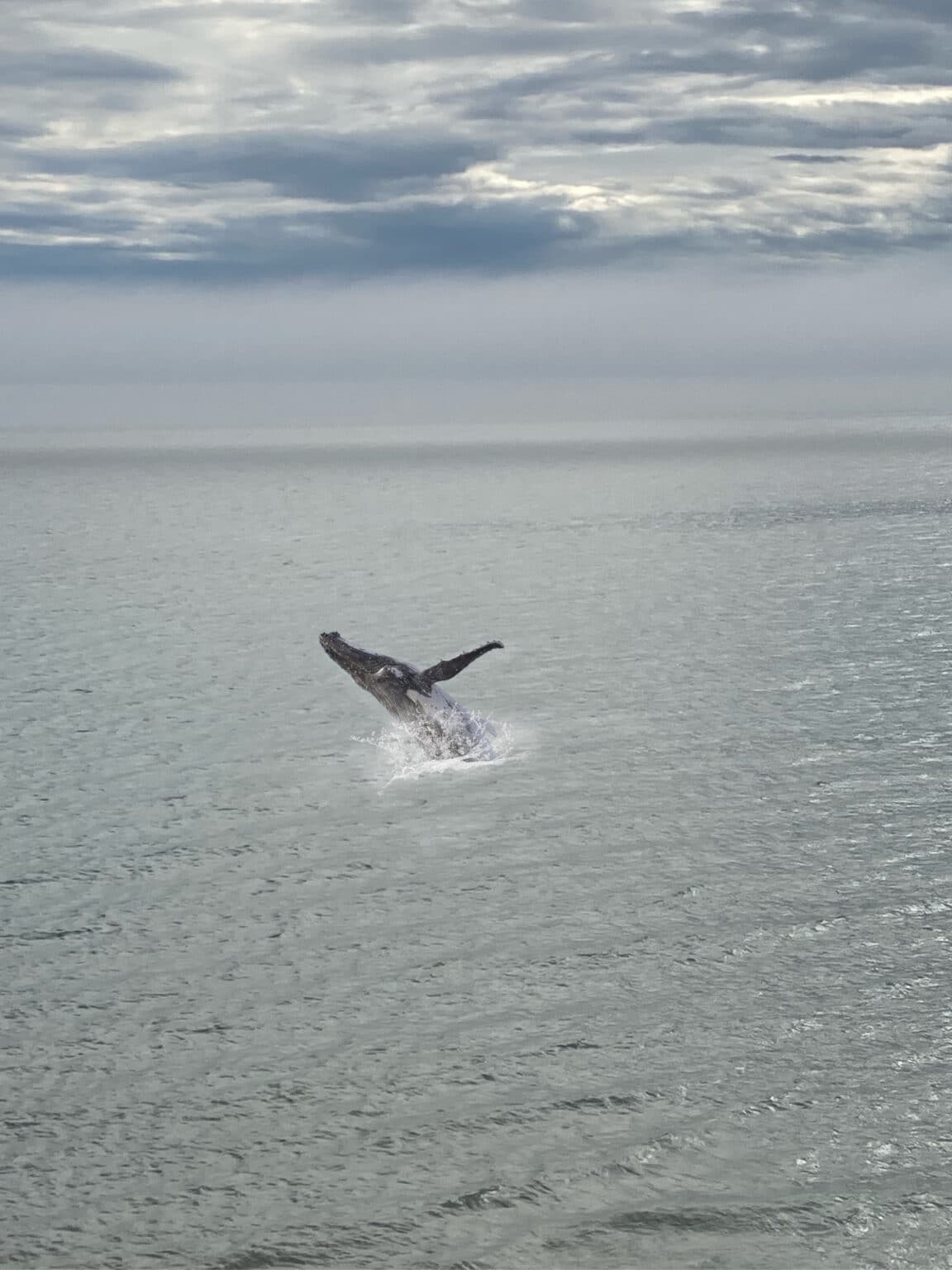 Whales in Lake Superior North Shore Visitor