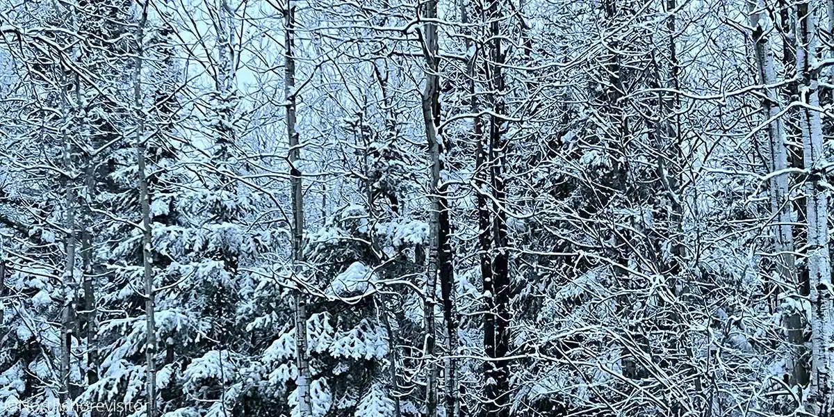 Snow Covered Pines Early Winter