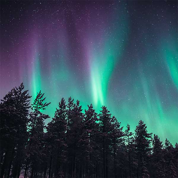 purple and green northern lights above pines on the north shore mn