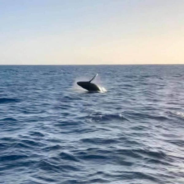 baby whale breaching on lake superior