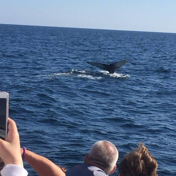 people on boat tour watch whale tail descend into lake superior