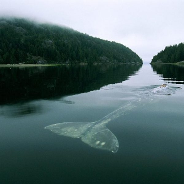 calm waters showcase whale tail underwater and back just breaking surface of lake superior