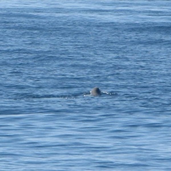 whale near big bay lake superior's north shore