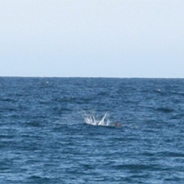 whale splash lake superior