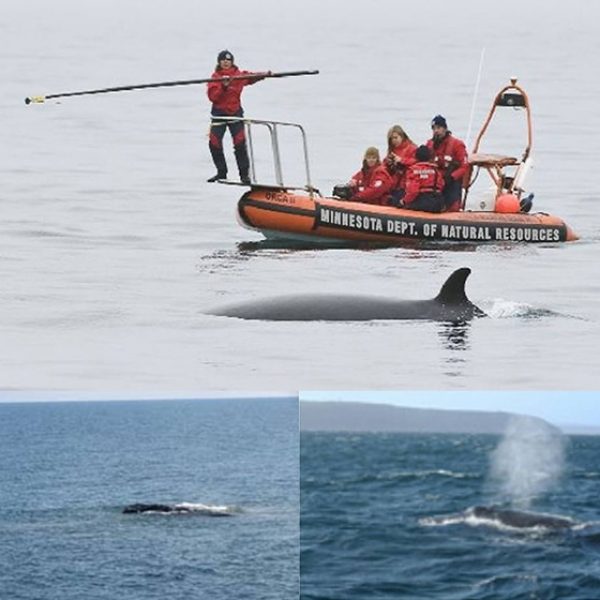 minnesota dnr tagging whales on lake superior