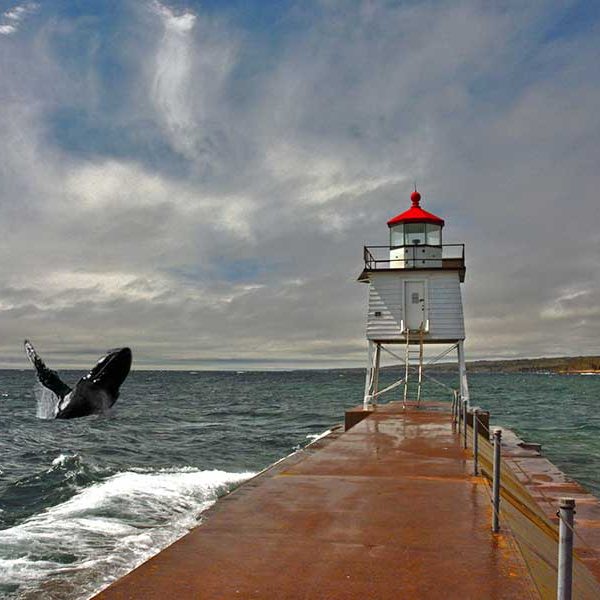 Two Harbors Lighthouse Whale Sighting