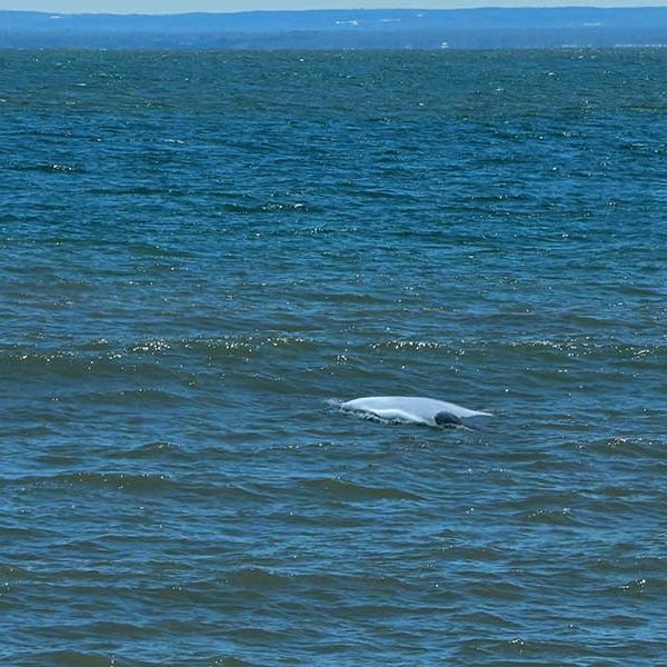 Lester River Two Beluga Whale Sighting