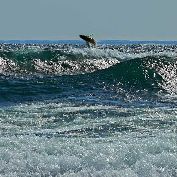 Stoney Point Whale Breach Sighting