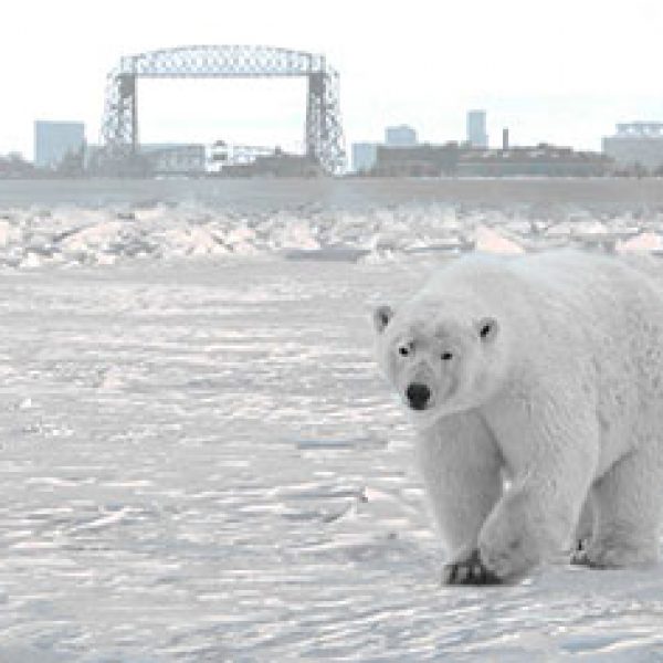 polar bear along brighton beach lake superior