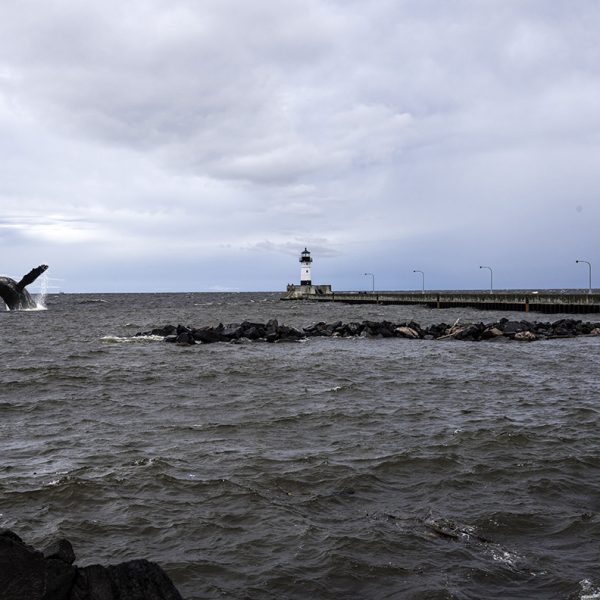 whale breaches near duluth ship canal