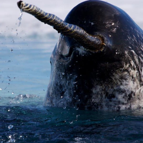 narwahl with corkscrew tusk rises from water