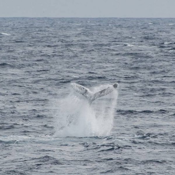 whale tail on a grey day in choppy lake superior waters