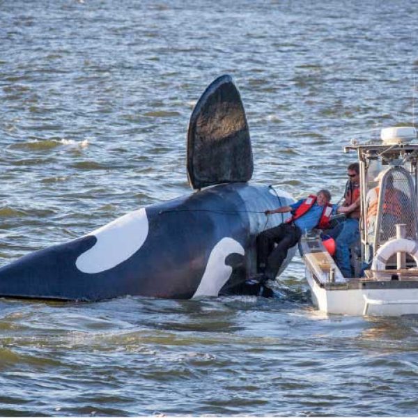 lake superior whale being contacted by boat