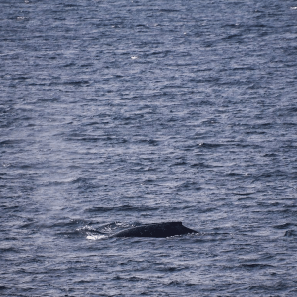 cresting back of whale in lake superior