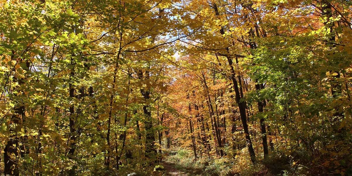 best fall color tours north shore