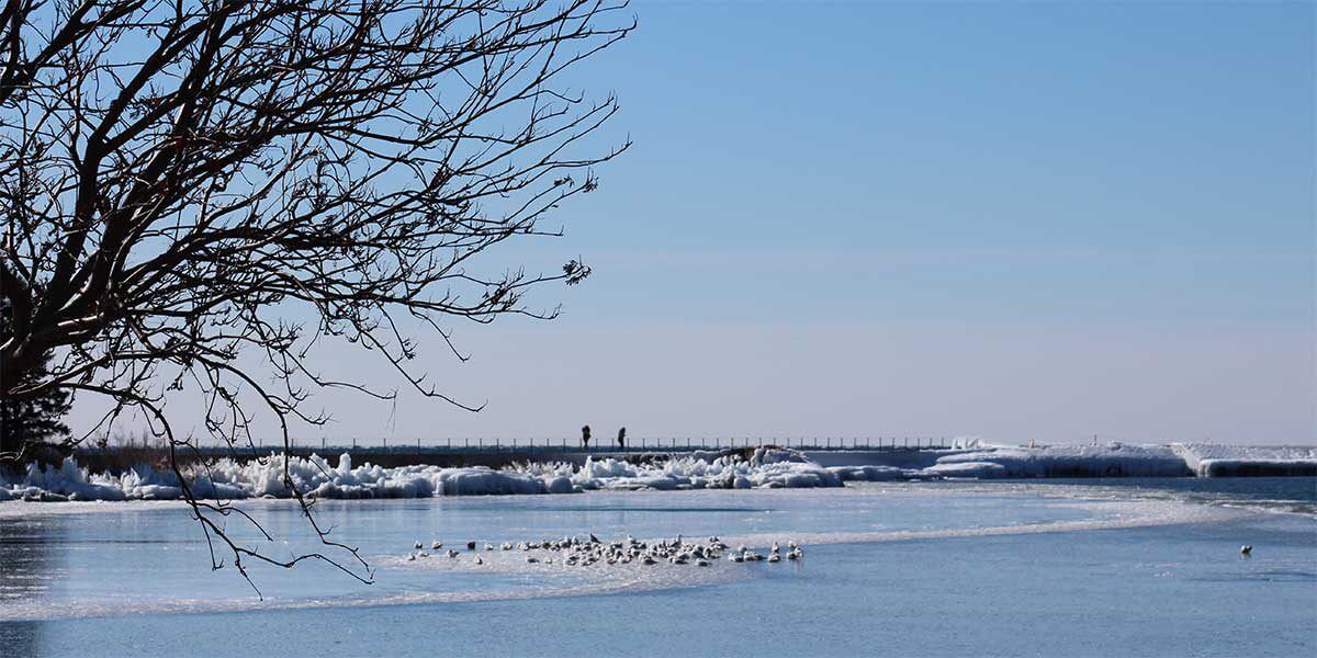 mountain ash tree leans over grand marais harbor ahwre gulls ride an ice floe