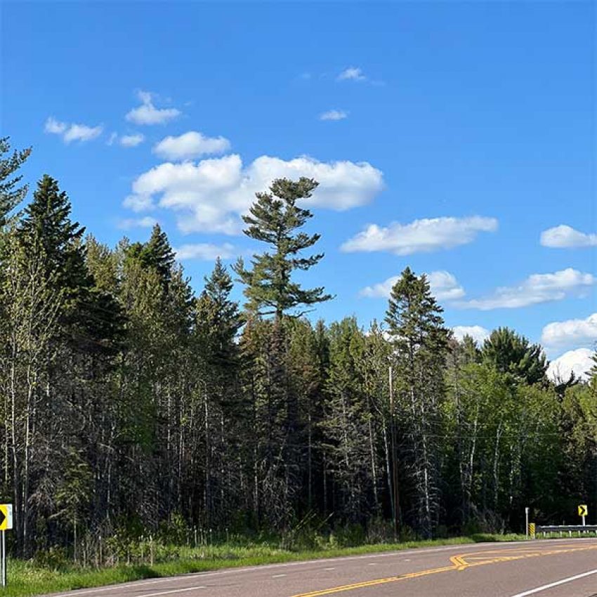 virgin-pine-encampment-forest virgin white pine encampment forest north shore minnesota along highway 61