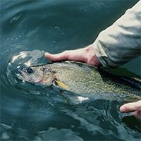 walleye fishing