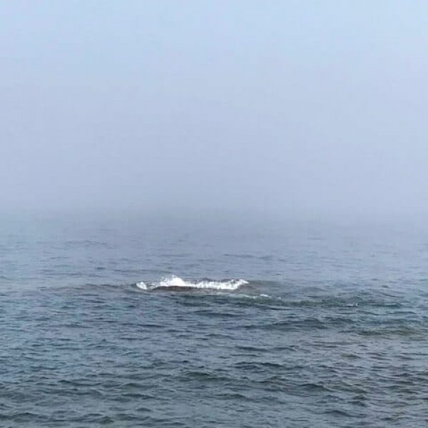 whale back just breaking the surface of lake superior